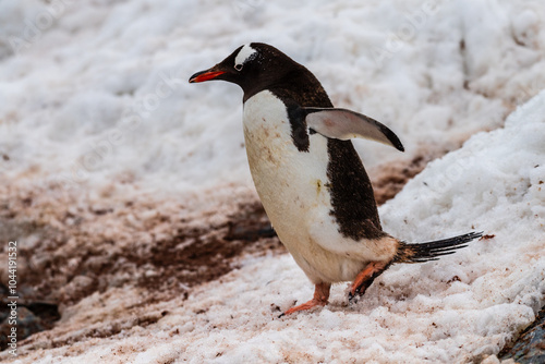 Telephoto shot of a Gentoo Penguin -Pygoscelis papua- walking along a Penguin highway laid out in fresh snow on Cuverville island. photo