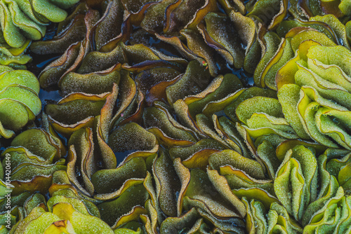 Salvinia Auriculata background texture.