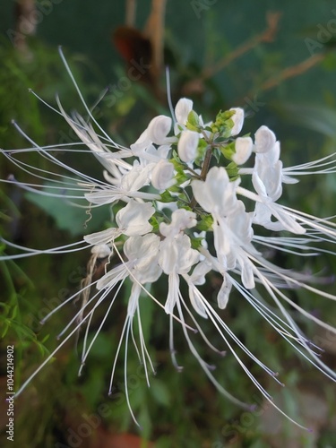 Orthosiphon aristatus is a plant species in the family of Lamiaceae Labiatae. The plant is a medicinal herb found mainly throughout southern China, the Indian Subcontinent, South East Asia photo