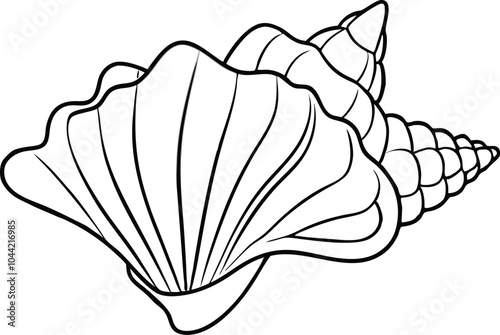 illustration of a seashell 