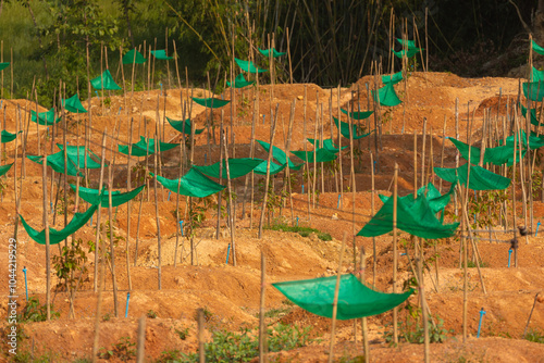 Wallpaper Mural Planting mango saplings on the island of Koh Chang in the Gulf of Thailand Torontodigital.ca