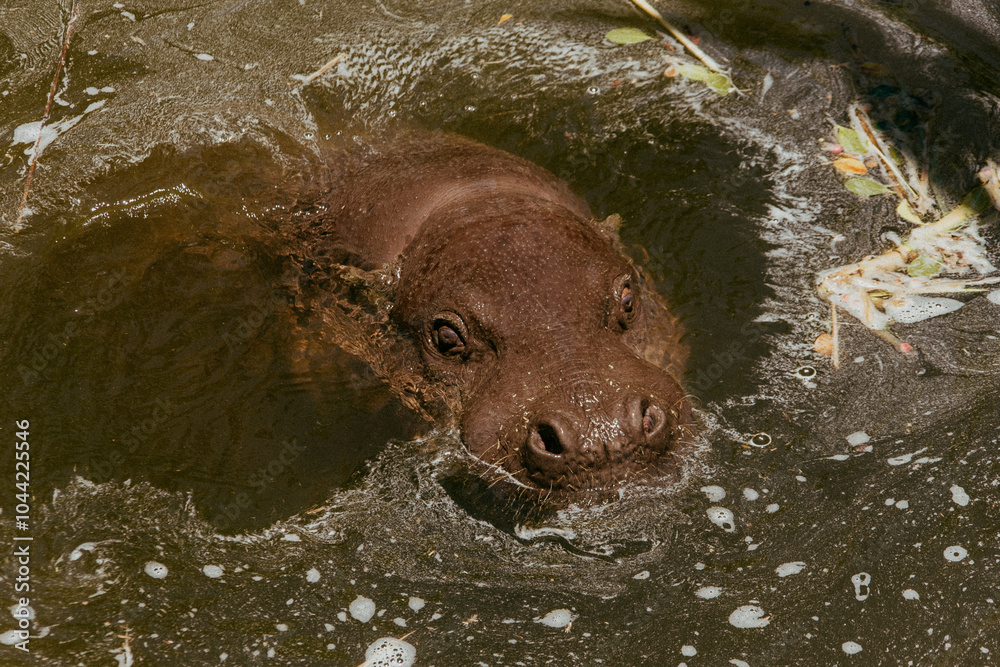 Obraz premium Hippo swimming