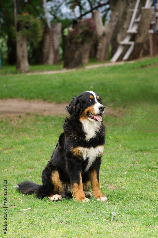 Bernese Mountain Dog sitting on the grass. Vertical. Copy space Bernese Mountain Dog sitting on the grass. Vertical. Copy space
