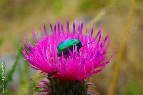 European rose chafer bug - Cetonia aurata  photo