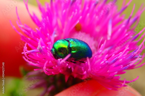 European rose chafer bug - Cetonia aurata  photo