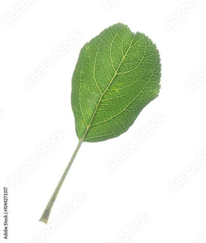 One fresh apple tree leaf isolated on white