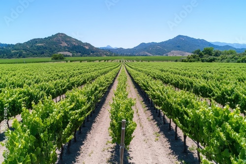 Aerial view of rows of grapevines in a vineyard, with mountains in the background.