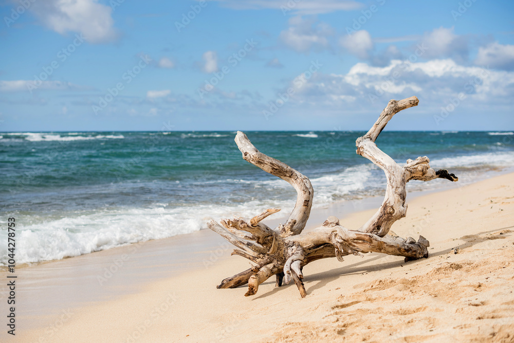 Large driftwood on the North Shore beach of Oahu, Hawaii Large driftwood on the North Shore beach of Oahu, Hawaii