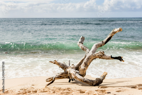 Large driftwood on the North Shore beach of Oahu, Hawaii