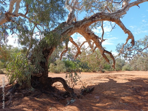 Big old gum tree in a dry creek bed