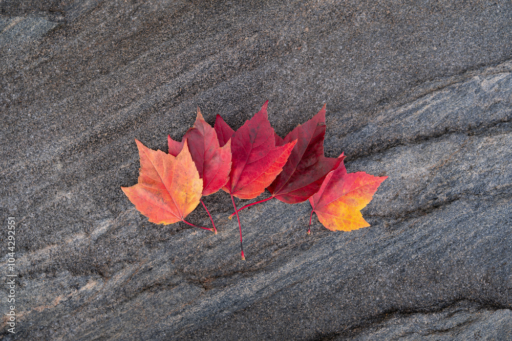 Row of bright yellow, red, and orange fallen maple leaves on the rocky texture. Fall season concept. Row of bright yellow, red, and orange fallen maple leaves on the rocky texture. Fall season concept.