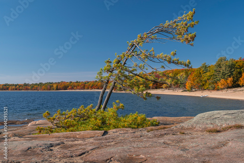 Bent pine tree on a rugged rocky shore with out of focus colorful fall trees in the background along the shore of Georgian Bay, sunny day. Killbear Provincial Park, Ontario, Canada.