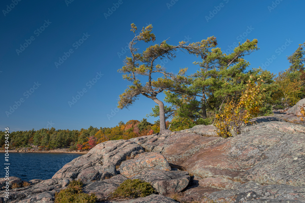 Bent pine trees on a rugged rocky shore with out of focus colorful fall trees in the background along the shore of Georgian Bay, sunny day. Killbear Provincial Park, Ontario, Canada. Bent pine trees on a rugged rocky shore with out of focus colorful fall trees in the background along the shore of Georgian Bay, sunny day. Killbear Provincial Park, Ontario, Canada.
