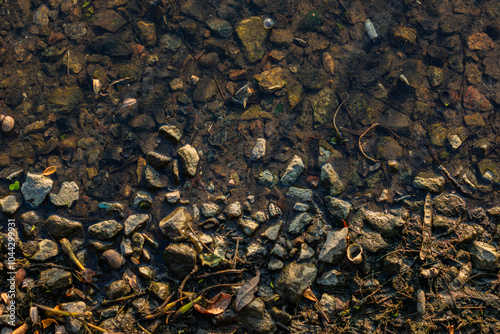 Rocks and pebbles submerged on a shore with clear water and natural debris at the edge of a watercourse, capturing the textures of the soil and the tranquility of nature.
