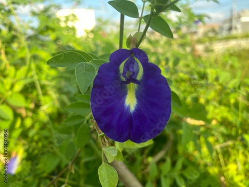 The blue butterfly pea flower looks beautiful with many benefits for the body photo