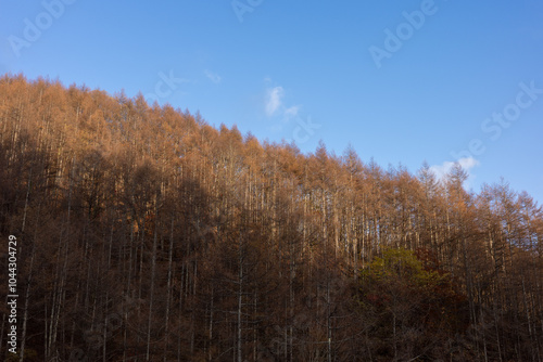 Wallpaper Mural 秋の林 Torontodigital.ca