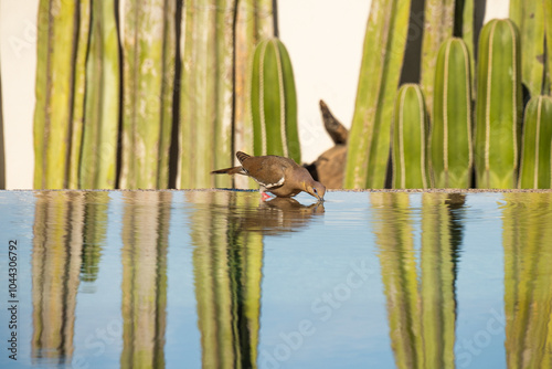 White-winged dove (Zenaida asiatica) drinking from a pool in Mazatlan, Mexico photo