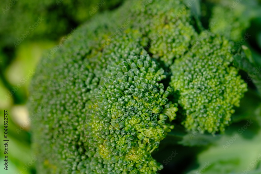 Broccoli is an edible green plant in the cabbage family. Brassica oleracea var. italica. Large head. on the yellow table. fresh broccoli. Broccoli is an edible green plant in the cabbage family. Brassica oleracea var. italica. Large head. on the yellow table. fresh broccoli.