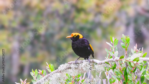 a male regent bowerbird perching on a branch at o'reillys rainforest retreat in lamington national park of sth qld, australia photo