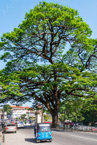 Tuk tuk and large tree in the centre of Kandy, Sri Lanka photo