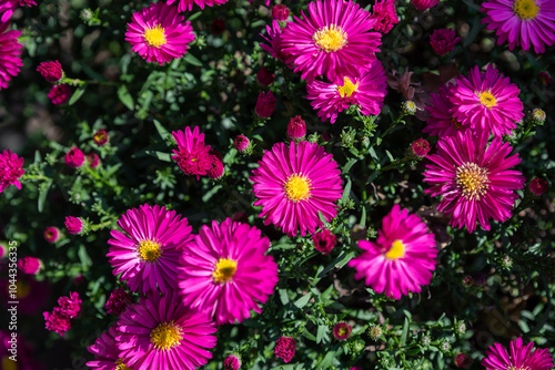 Far east pink shrub aster Jenny growing in Russia