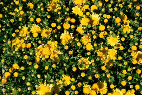 Gigi Golden Yellow Chrysanthemum close up photo