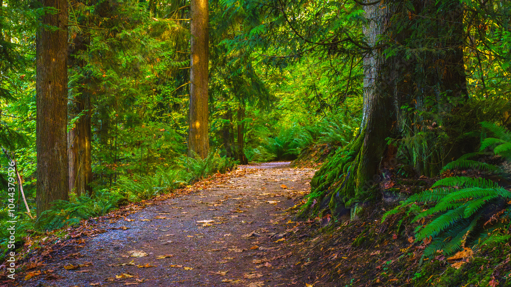 Green lichen highlighting exposed roots on Burnaby Mountain, BC, forest trail during Fall. Green lichen highlighting exposed roots on Burnaby Mountain, BC, forest trail during Fall.