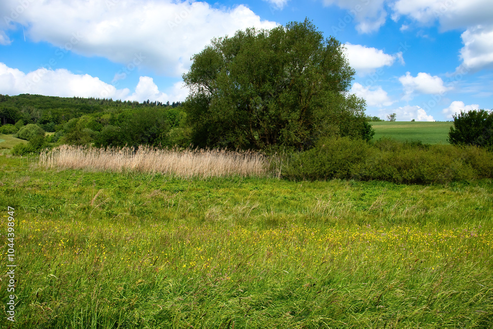 Fototapeta premium Flowers, grass plants and trees in a field on a spring day near Potzbach, Germany.