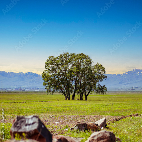 Lone tree in a vast field under a dramatic sunset, square background for text.