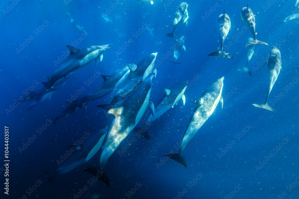 Obraz premium A graceful pod of common dolphins glides through the clear, blue waters off the coast of New South Wales, Australia, showcasing the harmony of ocean life.