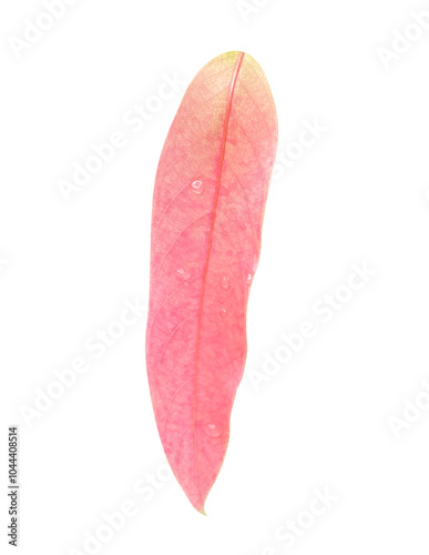 Pink Siamese chaulmoogra leaves isolated on white background. photo