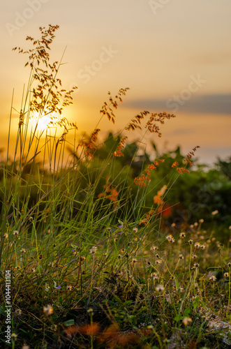 sunset in the grass