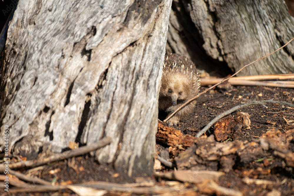 Beautiful echidna in the Australian bush, in the tasmanian outback. Australian wildlife in a national park in Australia in spring Beautiful echidna in the Australian bush, in the tasmanian outback. Australian wildlife in a national park in Australia in spring