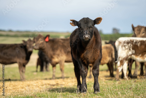 Close up of Angus and Murray Grey Cows eating pasture in Australia.