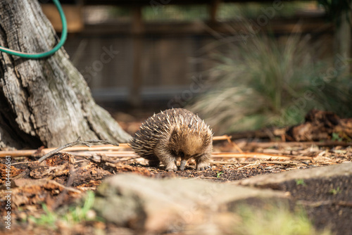 Beautiful echidna in the Australian bush, in the tasmanian outback. Australian wildlife in a national park in Australia in spring photo