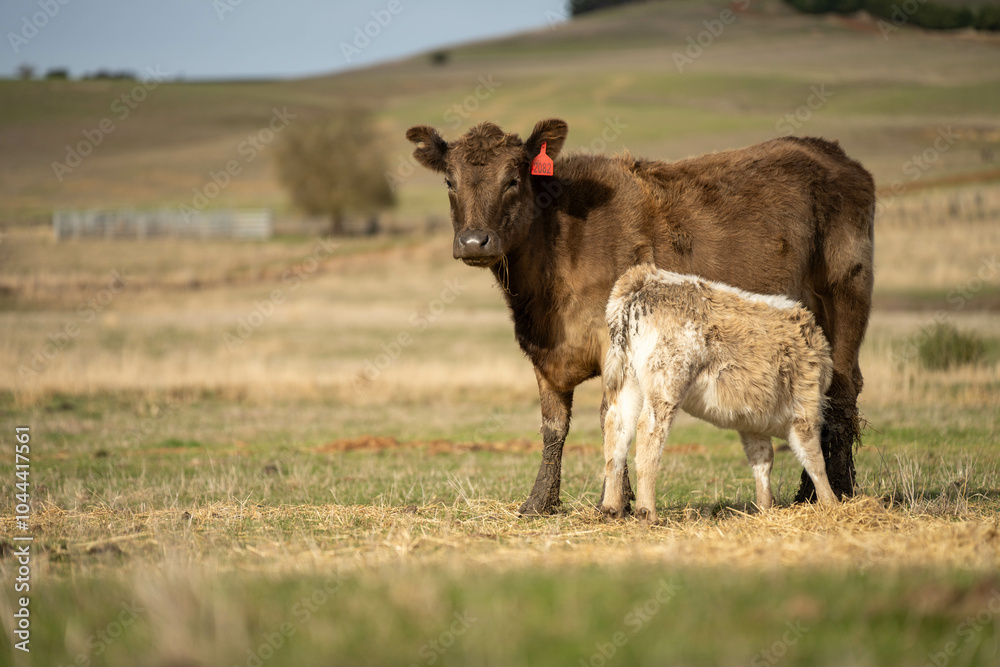 Fototapeta premium Close up of Angus and Murray Grey Cows eating pasture in Australia.