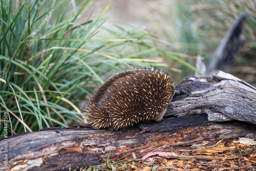 Beautiful echidna in the Australian bush, in the tasmanian outback. Australian wildlife in a national park in Australia in spring