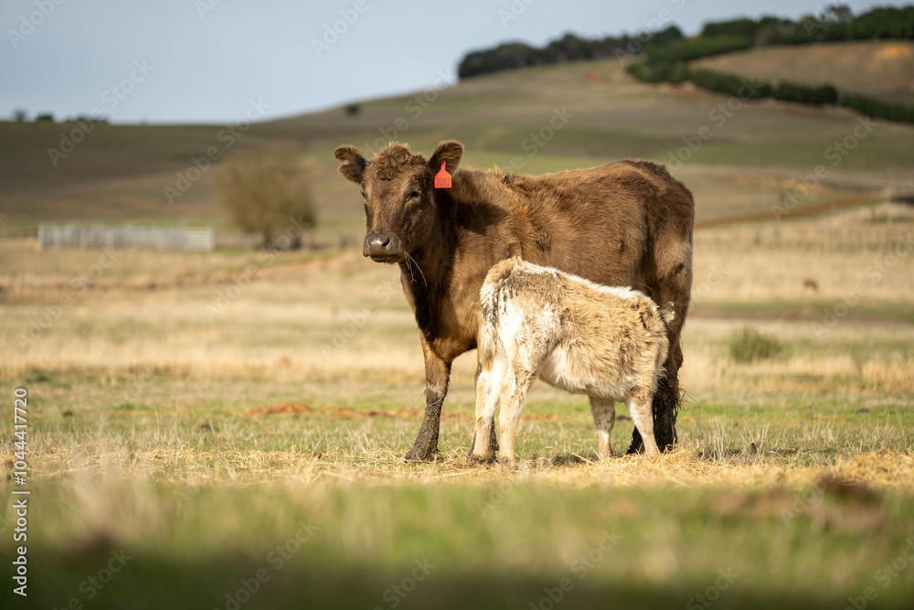 Close up of Angus and Murray Grey Cows eating pasture in Australia. Close up of Angus and Murray Grey Cows eating pasture in Australia.