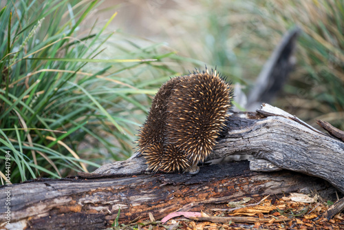 Beautiful echidna in the Australian bush, in the tasmanian outback. Australian wildlife in a national park in Australia in spring