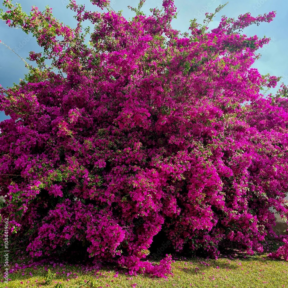 Obraz premium pink blossom