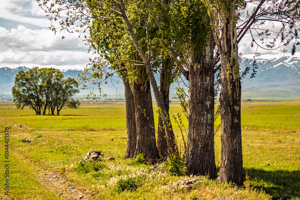 Fototapeta premium Tree group and solitary tree in meadow with mountain backdrop and copy space.