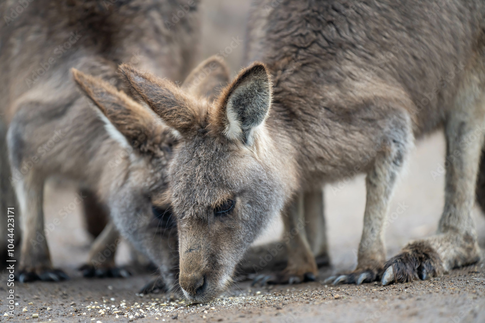 Beautiful kangaroo in the Australian bush, in the blue mountains, nsw. Australian wildlife in a national park in Australia. Beautiful kangaroo in the Australian bush, in the blue mountains, nsw. Australian wildlife in a national park in Australia.