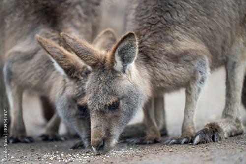 Beautiful kangaroo in the Australian bush, in the blue mountains, nsw. Australian wildlife in a national park in Australia.