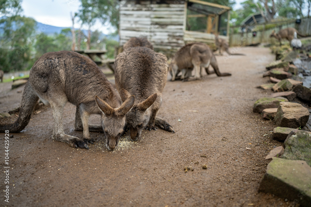 Beautiful kangaroo in the Australian bush, in the blue mountains, nsw. Australian wildlife in a national park in Australia. Beautiful kangaroo in the Australian bush, in the blue mountains, nsw. Australian wildlife in a national park in Australia.