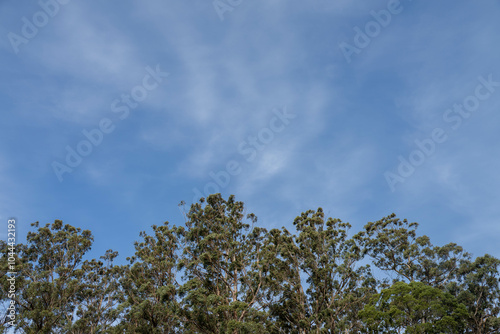 beautiful gum Trees and shrubs in the Australian bush forest. Gumtrees and native plants growing in Australia in spring photo