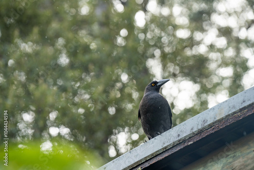 currawong black bird in the bush in tasmania australia in spring photo