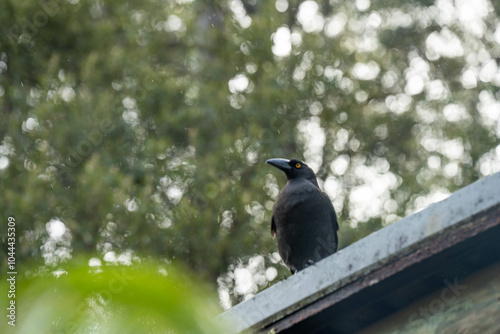 currawong black bird in the bush in tasmania australia in spring photo