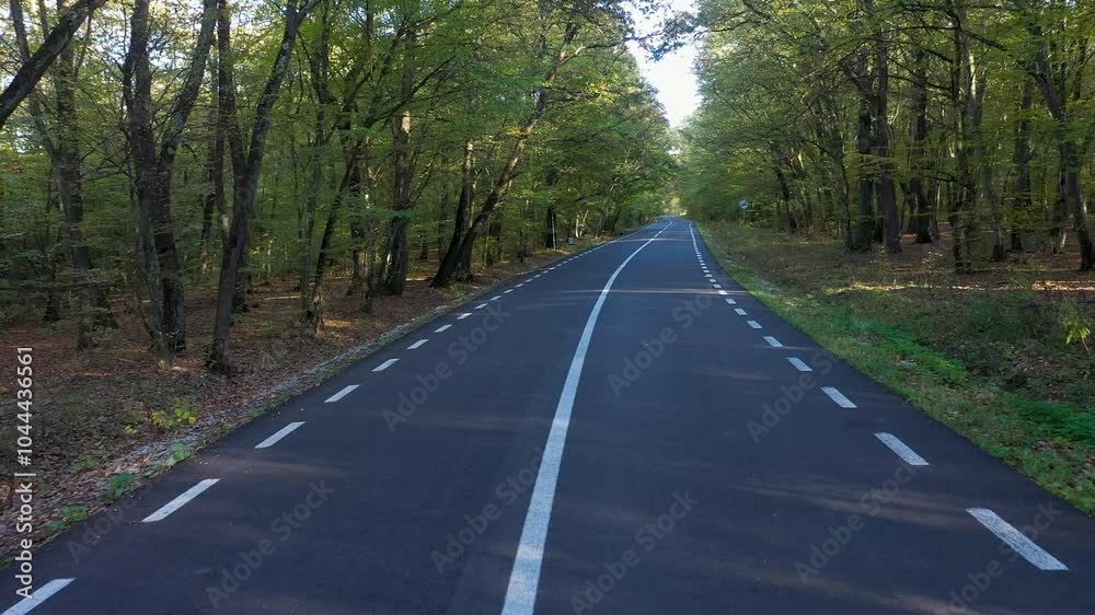  Asphalt road in autumn forest, flying through trees aerial by drone 