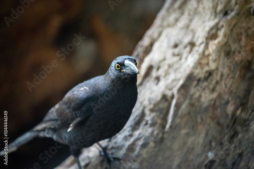 currawong black bird in the bush in tasmania australia in spring