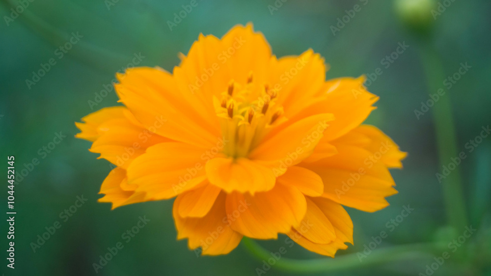 A photograph of Sulfur cosmos. A photograph of Sulfur cosmos.